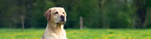 labrador monta bucuresti romland kennel