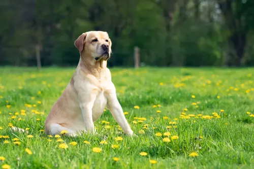 labrador monta canisa romland kennel bucuresti